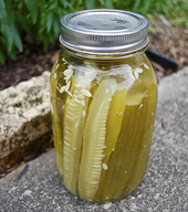 Brined Dill Pickles