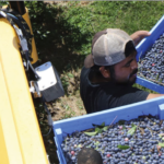 guy picking blueberries